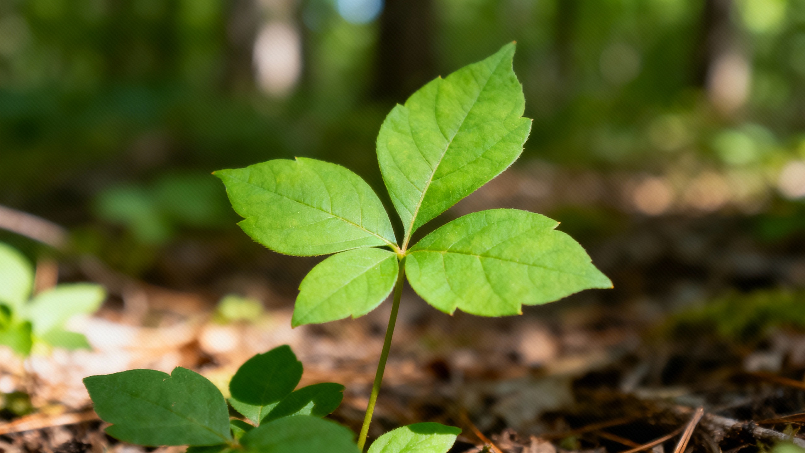 Featured image for Say Goodbye to Itching: Effective Home Remedies for Poison Ivy Rash