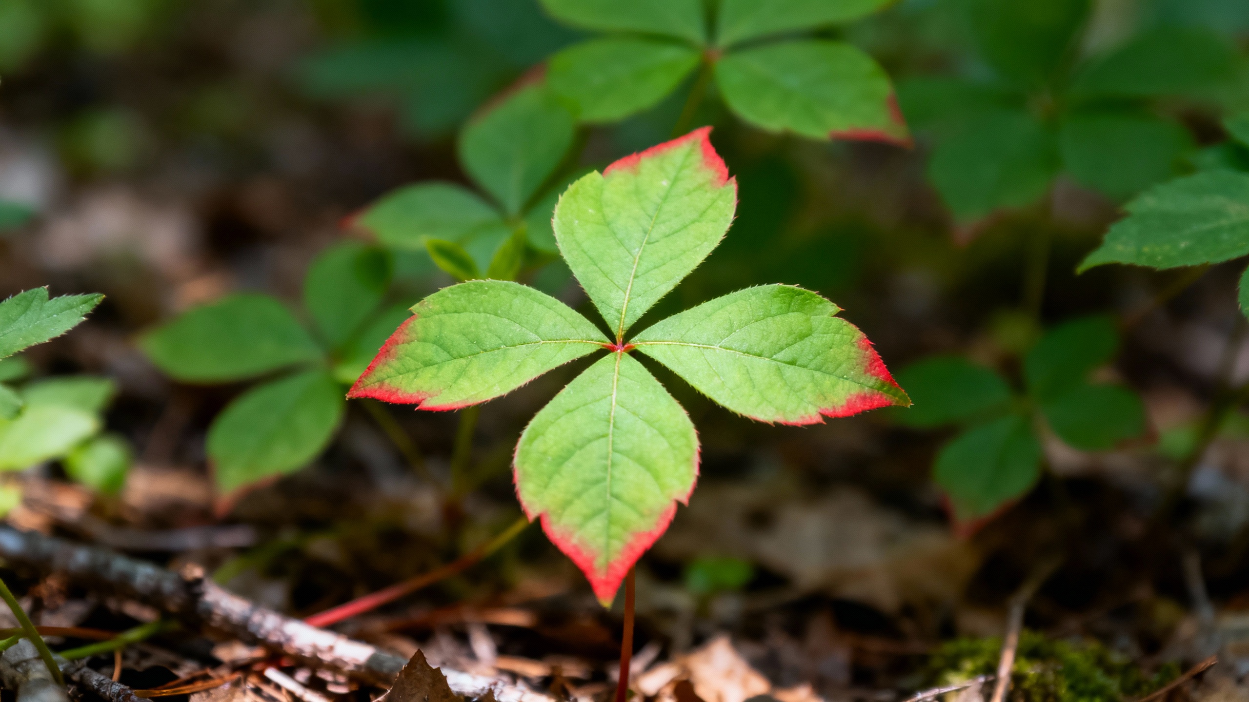 Featured image for Unlocking the Cure: Effective Home Remedies for Poison Ivy Itch Relief