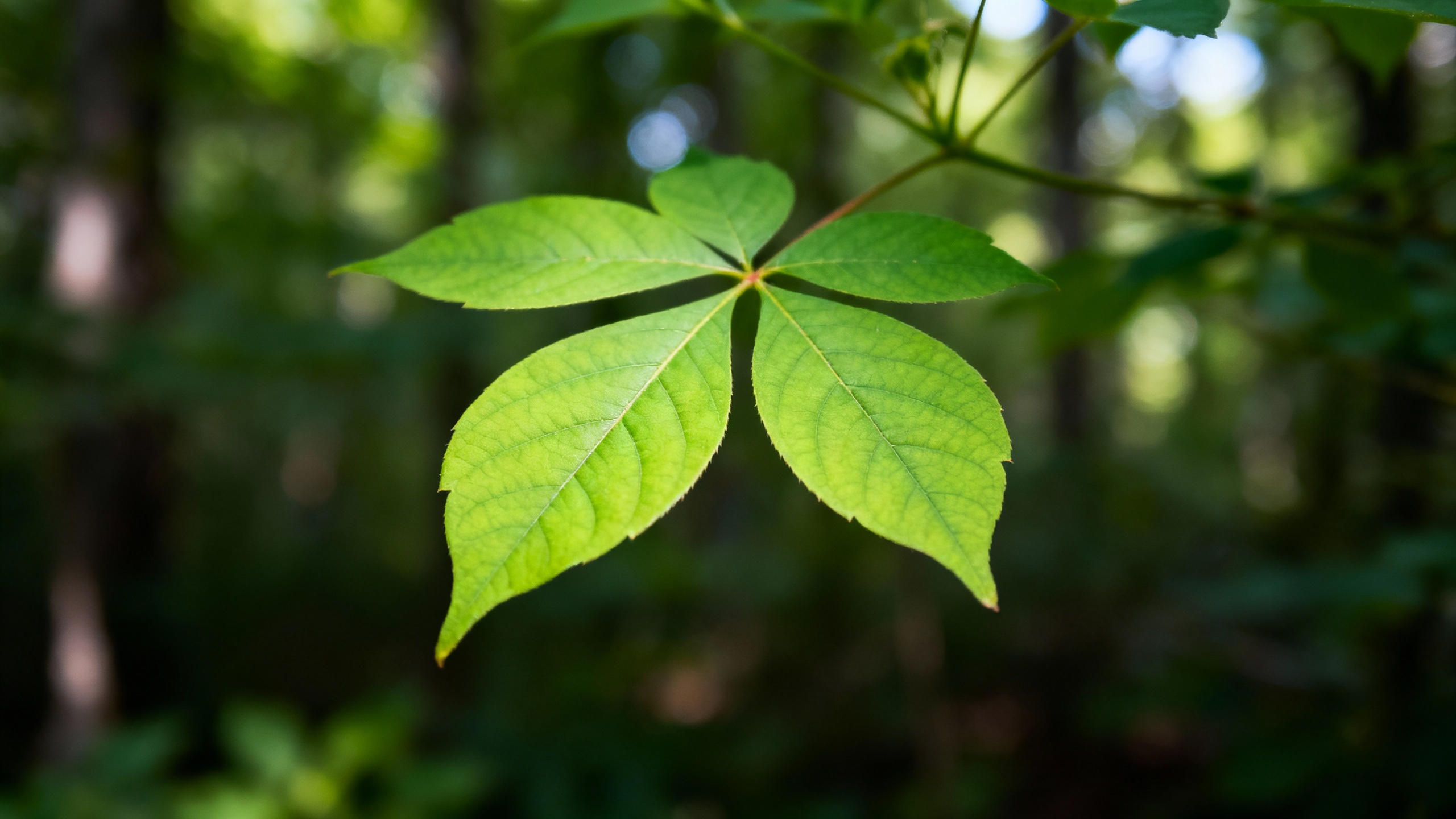 Featured image for 2. Natural Powerhouse: Effective Ways for Managing Poison Ivy Itch